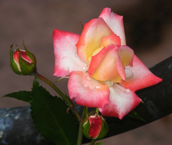 Soroptimist International photo si2014_08010017_zps95ac7b6a.jpg